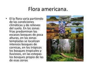Flora americana.
• El la flora varia partiendo
de las condiciones
climáticas y de relieves
del suelo. En las zonas
frias predominan los
escasos bosques de poca
alturas, en las zonas
templadas se localizan
intensos bosques de
cornisas, en los trópicos
los bosques tropicales y
lluviosos, en las estepas
los bosques propio de las
de esas zonas
 