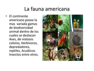La fauna americana
• El continente
americano posee la
mas variada gamas
de biodiversidad
animal dentro de los
cuales se destacan
Aves, de vistosos
colores, Herbívoros,
depredadores,
reptiles, Acuáticos
Insectos entre otros.
 