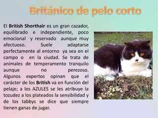 El British Shorthair es un gran cazador,
equilibrado e independiente, poco
emocional y reservado aunque muy
afectuoso. Suele adaptarse
perfectamente al entorno ya sea en el
campo o en la ciudad. Se trata de
animales de temperamento tranquilo
aunque no perezoso.
Algunos expertos opinan que el
carácter de los British va en función del
pelaje; a los AZULES se les atribuye la
tozudez a los plateados la sensibilidad y
de los tabbys se dice que siempre
tienen ganas de jugar.
 