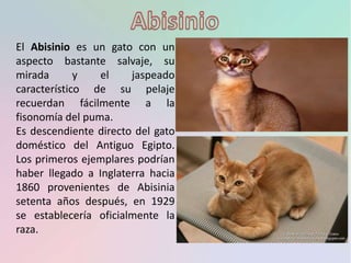 El Abisinio es un gato con un
aspecto bastante salvaje, su
mirada y el jaspeado
característico de su pelaje
recuerdan fácilmente a la
fisonomía del puma.
Es descendiente directo del gato
doméstico del Antiguo Egipto.
Los primeros ejemplares podrían
haber llegado a Inglaterra hacia
1860 provenientes de Abisinia
setenta años después, en 1929
se establecería oficialmente la
raza.
 