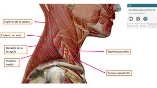 Esplenio posterior
Nervio espinal (XI)
Escaleno
medio
Elevador de la
escapula
Esplenio cervical
Esplenio de la cabeza
 