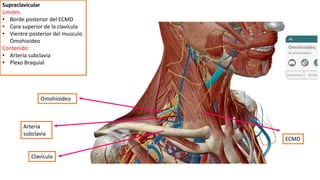 Supraclavicular
Limites:
• Borde posterior del ECMD
• Cara superior de la clavícula
• Vientre posterior del musculo
Omohioideo
Contenido:
• Arteria subclavia
• Plexo Braquial
Omohioideo
ECMD
Clavícula
Arteria
subclavia
 