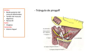 Limites:
• Borde posterior del
músculo Milohioideo
• Tendón del músculo
digastrico
• Nervio XII
Suelo:
• Hiogloso
Contenido:
• Arteria lingual
 