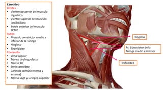 Carotideo:
Limites:
• Vientre posterior del musculo
digastrico
• Vientre superior del musculo
omohioideo
• Borde anterior del musculo
ECMD
Suelo:
• Musculo constrictor medio e
inferior de la faringe
• Hiogloso
• Tirohioideo
Contenido:
• Vena yugular
• Tronco tirolinguofacial
• Nervio XII
• Seno carotideo
• Carótida común (interna y
externa)
• Nervio vago y laríngeo superior
Tirohioideo
Hiogloso
M. Constrictor de la
faringe medio e inferior
 