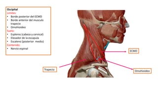 Occipital
Limites:
• Borde posterior del ECMD
• Borde anterior del musculo
trapecio
• Omohioideo
Suelo:
• Esplenio (cabeza y cervical)
• Elevador de la escapula
• Escaleno (posterior medio)
Contenido:
• Nervio espinal
Trapecio
ECMD
Omohioideo
 