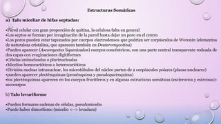 División Amastigomycota | PPTX