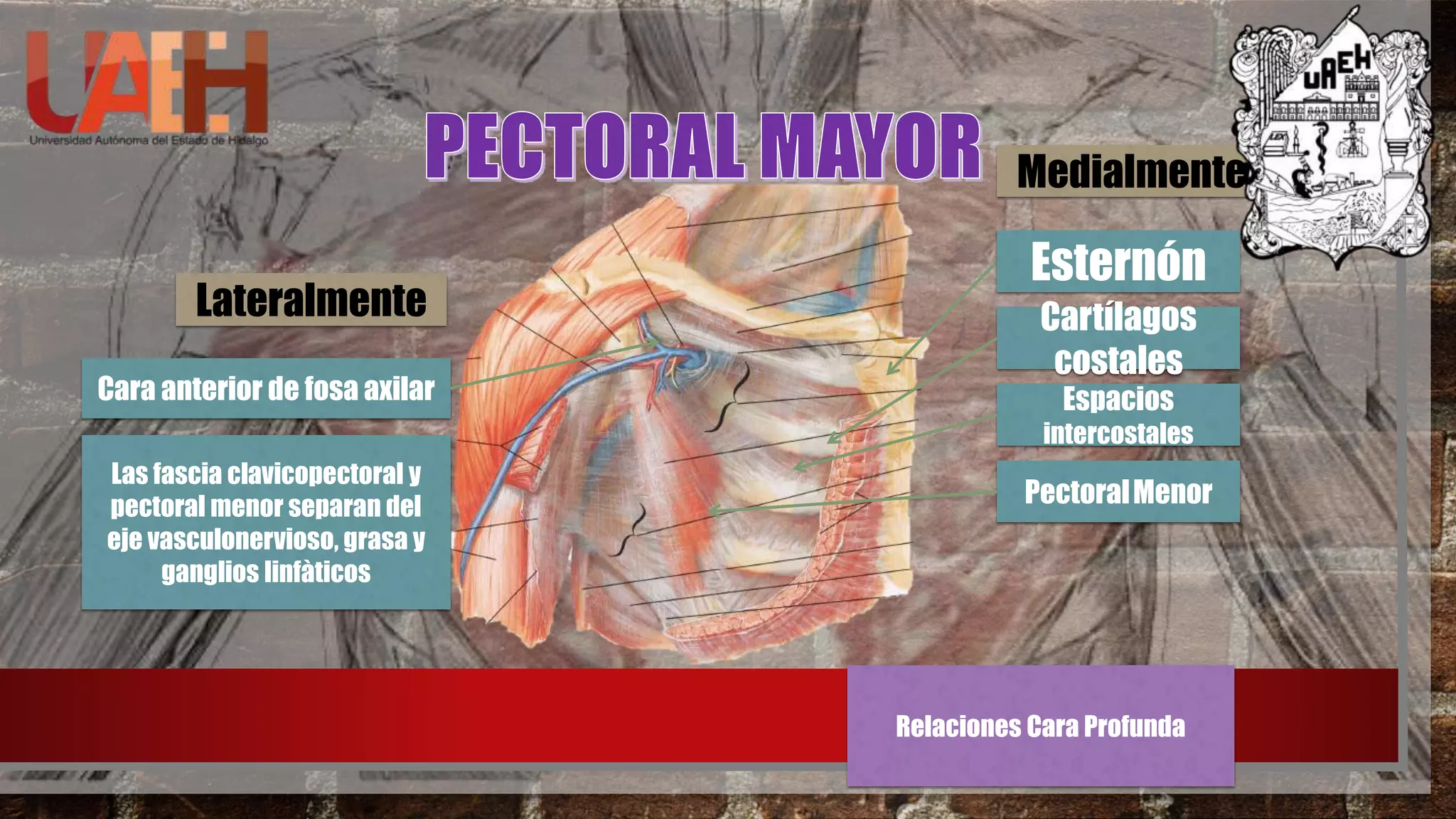 Pectofar Anatomia: Region Pectoral y Escapular | PPTX