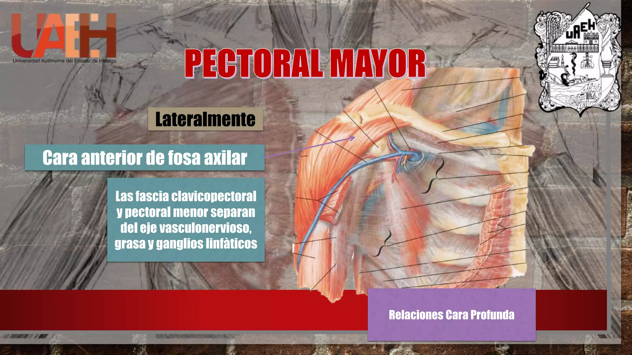 Pectofar Anatomia: Region Pectoral y Escapular | PPTX