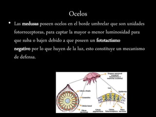 Ocelos
• Las medusas poseen ocelos en el borde umbrelar que son unidades
fotorreceptoras, para captar la mayor o menor luminosidad para
que suba o bajen debido a que poseen un fototactismo
negativo por lo que huyen de la luz, esto constituye un mecanismo
de defensa.
 
