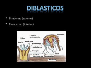 • Ectodermo (exterior)
• Endodermo (interior)
 
