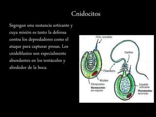 Cnidocitos
Segregan una sustancia urticante y
cuya misión es tanto la defensa
contra los depredadores como el
ataque para capturar presas. Los
cnidoblastos son especialmente
abundantes en los tentáculos y
alrededor de la boca.
 