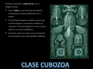 llamadas comúnmente «avispas de mar» por su
peligroso veneno.
• Poseen velario, es una estructura derivada de la
subumbrela con canales endodérmicos en su
interior
• En los llamados ropalios es posible encontrar ojos
con fotorreceptores y estatocistos, sensibles a la
orientación. La forma polipoide se conoce en pocas
especies y no sufren estrobilación.
• Su potente veneno. En cada uno de sus tentáculos,
las cubomedusas tienen hasta 500.000 cnidoblastos
 