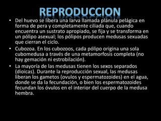 • Del huevo se libera una larva llamada plánula pelágica en
forma de pera y completamente ciliada que, cuando
encuentra un sustrato apropiado, se fija y se transforma en
un pólipo asexual; los pólipos producen medusas sexuadas
que cierran el ciclo.
• Cubozoa. En los cubozoos, cada pólipo origina una sola
cubomedusa a través de una metamorfosis completa (no
hay gemación ni estrobilación).
• La mayoría de las medusas tienen los sexos separados
(dioicas). Durante la reproducción sexual, las medusas
liberan los gametos (ovulos y espermatozoides) en el agua,
donde se da la fecundación, o bien los espermatozoides
fecundan los óvulos en el interior del cuerpo de la medusa
hembra.
 