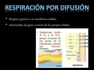 • Respiran gracias a su membrana celular.
• intercambio de gases a través de las propias células.
 