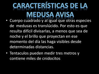 • Cuerpo cuadrado y al igual que otras especies
de medusas es translúcido. Por esto es que
resulta difícil divisarlas, a menos que sea de
noche y el brillo que proyectan en ese
momento del día las haga visibles desde
determinadas distancias.
• Tentaculos pueden medir tres metros y
contiene miles de cnidocitos
 
