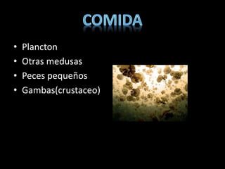 • Plancton
• Otras medusas
• Peces pequeños
• Gambas(crustaceo)
 