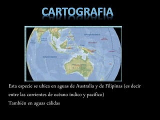 Esta especie se ubica en aguas de Australia y de Filipinas (es decir
entre las corrientes de océano indico y pacifico)
También en aguas cálidas
 