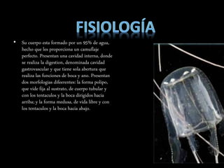 • Su cuerpo esta formado por un 95% de agua,
hecho que les proporciona un camuflaje
perfecto. Presentan una cavidad interna, donde
se realiza la digestion, denominada cavidad
gastrovascular y que tiene sola abertura que
realiza las funciones de boca y ano. Presentan
dos morfologias difeerentes: la forma polipo,
que vide fija al sustrato, de cuerpo tubular y
con los tentaculos y la boca dirigidos hacia
arriba; y la forma medusa, de vida libre y con
los tentaculos y la boca hacia abajo.
 