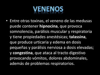 • Entre otras toxinas, el veneno de las medusas
puede contener hipnocina, que provoca
somnolencia, parálisis muscular y respiratoria
y tiene propiedades anestésicas; talassina,
que produce urticaria y edema en dosis
pequeñas y parálisis nerviosa a dosis elevadas;
y congestina, que ataca al tracto digestivo
provocando vómitos, dolores abdominales,
además de problemas respiratorios.
 