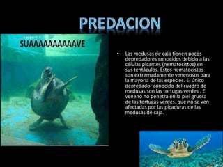 • Las medusas de caja tienen pocos
depredadores conocidos debido a las
células picantes (nematocistos) en
sus tentáculos. Estos nematocistos
son extremadamente venenosos para
la mayoría de las especies. El único
depredador conocido del cuadro de
medusas son las tortugas verdes . El
veneno no penetra en la piel gruesa
de las tortugas verdes, que no se ven
afectadas por las picaduras de las
medusas de caja.
 