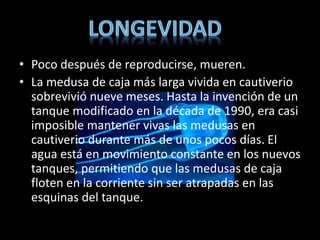 • Poco después de reproducirse, mueren.
• La medusa de caja más larga vivida en cautiverio
sobrevivió nueve meses. Hasta la invención de un
tanque modificado en la década de 1990, era casi
imposible mantener vivas las medusas en
cautiverio durante más de unos pocos días. El
agua está en movimiento constante en los nuevos
tanques, permitiendo que las medusas de caja
floten en la corriente sin ser atrapadas en las
esquinas del tanque.
 