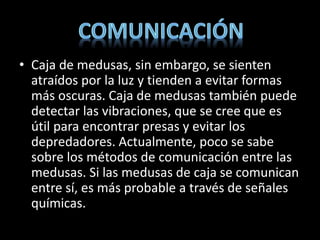• Caja de medusas, sin embargo, se sienten
atraídos por la luz y tienden a evitar formas
más oscuras. Caja de medusas también puede
detectar las vibraciones, que se cree que es
útil para encontrar presas y evitar los
depredadores. Actualmente, poco se sabe
sobre los métodos de comunicación entre las
medusas. Si las medusas de caja se comunican
entre sí, es más probable a través de señales
químicas.
 