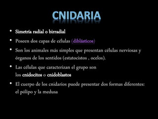 • Simetría radial o birradial
• Poseen dos capas de células (diblásticos)
• Son los animales más simples que presentan células nerviosas y
órganos de los sentidos (estatocistos , ocelos).
• Las células que caracterizan el grupo son
los cnidocitos o cnidoblastos
• El cuerpo de los cnidarios puede presentar dos formas diferentes:
el pólipo y la medusa
 