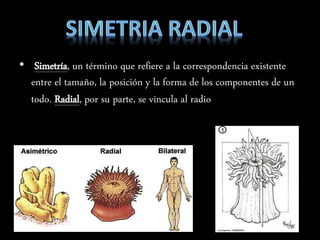 • Simetría, un término que refiere a la correspondencia existente
entre el tamaño, la posición y la forma de los componentes de un
todo. Radial, por su parte, se vincula al radio
 