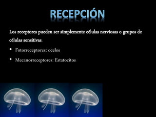 Los receptores pueden ser simplemente células nerviosas o grupos de
células sensitivas.
• Fotorreceptores: ocelos
• Mecanorreceptores: Estatocitos
 