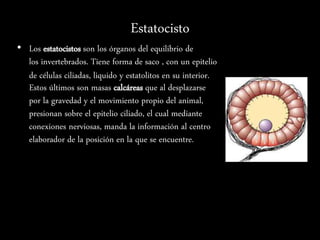 Estatocisto
• Los estatocistos son los órganos del equilibrio de
los invertebrados. Tiene forma de saco , con un epitelio
de células ciliadas, liquido y estatolitos en su interior.
Estos últimos son masas calcáreas que al desplazarse
por la gravedad y el movimiento propio del animal,
presionan sobre el epitelio ciliado, el cual mediante
conexiones nerviosas, manda la información al centro
elaborador de la posición en la que se encuentre.
 