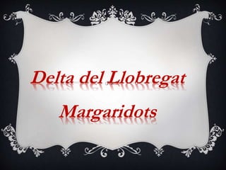 Delta del Llobregat
Margaridots
 