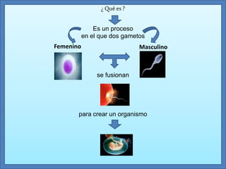 ¿ Quées ?
Es un proceso
en el que dos gametos
se fusionan
para crear un organismo
Femenino Masculino
 
