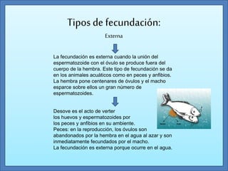 Tipos de fecundación:
Externa
Desove es el acto de verter
los huevos y espermatozoides por
los peces y anfibios en su ambiente.
Peces: en la reproducción, los óvulos son
abandonados por la hembra en el agua al azar y son
inmediatamente fecundados por el macho.
La fecundación es externa porque ocurre en el agua.
La fecundación es externa cuando la unión del
espermatozoide con el óvulo se produce fuera del
cuerpo de la hembra. Este tipo de fecundación se da
en los animales acuáticos como en peces y anfibios.
La hembra pone centenares de óvulos y el macho
esparce sobre ellos un gran número de
espermatozoides.
 