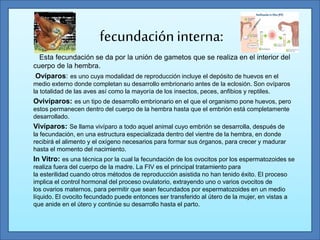 fecundacióninterna:
Esta fecundación se da por la unión de gametos que se realiza en el interior del
cuerpo de la hembra.
Ovíparos: es uno cuya modalidad de reproducción incluye el depósito de huevos en el
medio externo donde completan su desarrollo embrionario antes de la eclosión. Son ovíparos
la totalidad de las aves así como la mayoría de los insectos, peces, anfibios y reptiles.
Ovivíparos: es un tipo de desarrollo embrionario en el que el organismo pone huevos, pero
estos permanecen dentro del cuerpo de la hembra hasta que el embrión está completamente
desarrollado.
Vivíparos: Se llama vivíparo a todo aquel animal cuyo embrión se desarrolla, después de
la fecundación, en una estructura especializada dentro del vientre de la hembra, en donde
recibirá el alimento y el oxígeno necesarios para formar sus órganos, para crecer y madurar
hasta el momento del nacimiento.
In Vitro: es una técnica por la cual la fecundación de los ovocitos por los espermatozoides se
realiza fuera del cuerpo de la madre. La FIV es el principal tratamiento para
la esterilidad cuando otros métodos de reproducción asistida no han tenido éxito. El proceso
implica el control hormonal del proceso ovulatorio, extrayendo uno o varios ovocitos de
los ovarios maternos, para permitir que sean fecundados por espermatozoides en un medio
líquido. El ovocito fecundado puede entonces ser transferido al útero de la mujer, en vistas a
que anide en el útero y continúe su desarrollo hasta el parto.
 