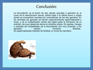 Conclusión:
La fecundación es la fusión de dos células sexuales o gametos en el
curso de la reproducción sexual, dando lugar a la célula huevo o cigoto
donde se encuentran reunidos los cromosomas de los dos gametos. En
los animales los gametos se llaman respectivamente espermatozoide y
óvulo, y de la multiplicación celular del cigoto parte la formación de un
embrión, de cuyo desarrollo deriva el individuo adulto. En plantas, hongos
y protistas las modalidades de la fecundación son muy diversas, y los
gametos reciben nombres distintos.
Un espermatozoide tratando de fertilizar un óvulo de mamífero.
 