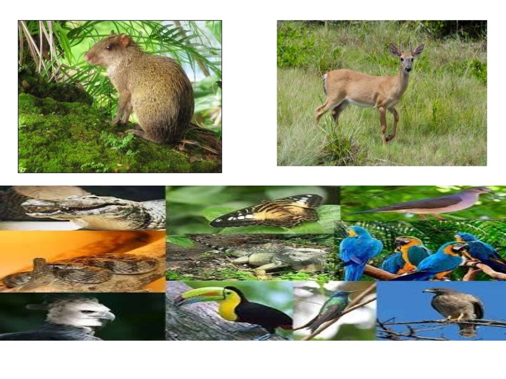 PARQUE NACIONAL CHAGRES