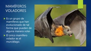 MAMÍFEROS
VOLADORES
 Es un grupo de
mamíferos que han
evolucionado de tal
forma que pueden de
alguna manera volar.
 El único mamífero
volador es el
murciélago.
 