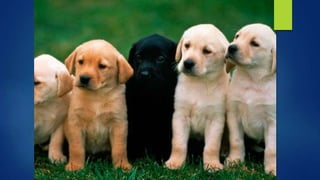 PRESENTACIÓN MAMÍFEROS