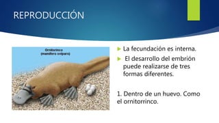 REPRODUCCIÓN
 La fecundación es interna.
 El desarrollo del embrión
puede realizarse de tres
formas diferentes.
1. Dentro de un huevo. Como
el ornitorrinco.
 