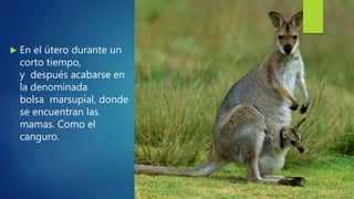  En el útero durante un
corto tiempo,
y después acabarse en
la denominada
bolsa marsupial, donde
se encuentran las
mamas. Como el
canguro.
 