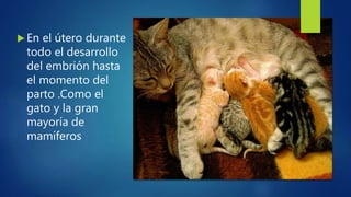  En el útero durante
todo el desarrollo
del embrión hasta
el momento del
parto .Como el
gato y la gran
mayoría de
mamíferos
 
