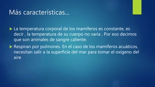 Más características...
 La temperatura corporal de los mamíferos es constante, es
decir , la temperatura de su cuerpo no varía . Por eso decimos
que son animales de sangre caliente.
 Respiran por pulmones. En el caso de los mamíferos acuáticos,
necesitan salir a la superficie del mar para tomar el oxígeno del
aire.
 