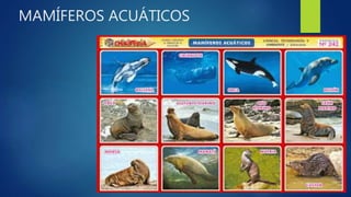 MAMÍFEROS ACUÁTICOS
 