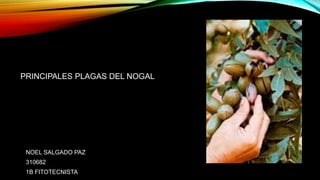 PRINCIPALES PLAGAS DEL NOGAL
NOEL SALGADO PAZ
310682
1B FITOTECNISTA
 