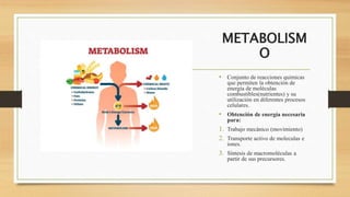 METABOLISM
O
• Conjunto de reacciones químicas
que permiten la obtención de
energía de moléculas
combustibles(nutrientes) y su
utilización en diferentes procesos
celulares.
• Obtención de energía necesaria
para:
1. Trabajo mecánico (movimiento)
2. Transporte activo de moleculas e
iones.
3. Síntesis de macromoléculas a
partir de sus precursores.
 