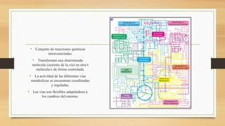 • Conjunto de reacciones químicas
interconectadas.
• Transforman una determinada
molecula (sustrato de la via) en otra/s
molecula/s de forma controlada.
• La actividad de las diferentes vias
metabolicas se encuentran coordinadas
y reguladas.
• Las vías son flexibles adaptándose a
los cambios del entorno.
 