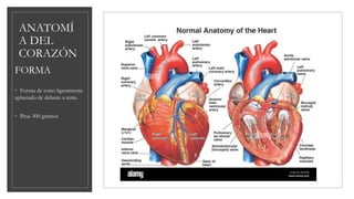 ANATOMÍ
A DEL
CORAZÓN
FORMA
◦ Forma de cono ligeramente
aplastado de delante a atrás.
◦ Pesa 300 gramos
 