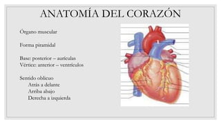 ANATOMÍA DEL CORAZÓN
Órgano muscular
Forma piramidal
Base: posterior – aurículas
Vértice: anterior – ventrículos
Sentido oblicuo
Atrás a delante
Arriba abajo
Derecha a izquierda
 