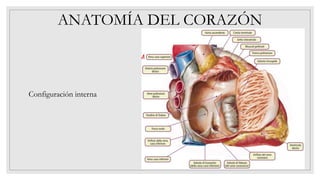 ANATOMÍA DEL CORAZÓN
Configuración interna
 