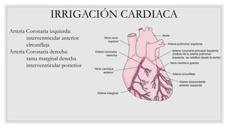 IRRIGACIÓN CARDIACA
Arteria Coronaria izquierda:
interventricular anterior
circunfleja
Arteria Coronaria derecha:
rama marginal derecha
interventricular posterior
 